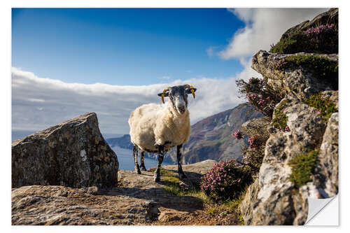 Sticker mural Sheep on the coast of Ireland