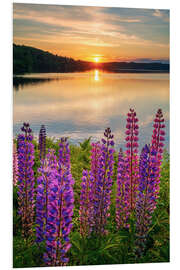 Foam board print Summer evening in Sweden