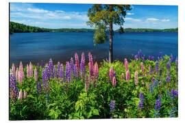 Print på aluminium Lake paradise in Sweden