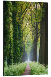 Tableau en aluminium Tree lined spring road