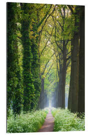 Quadro em plexi-alumínio Tree lined spring road