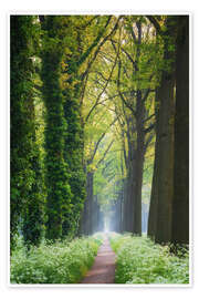 Obraz Tree lined spring road - Martin Podt