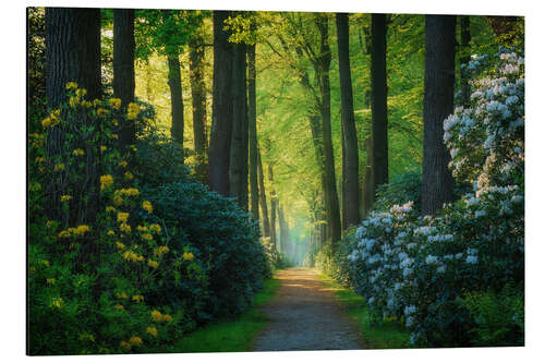 Tableau en aluminium The alley of rhododendrons