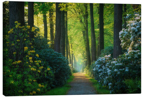 Canvas print The alley of rhododendrons