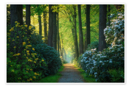 Poster The alley of rhododendrons