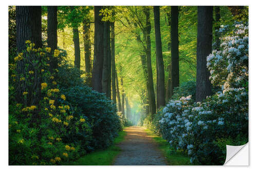 Selvklebende plakat The alley of rhododendrons