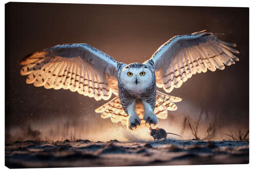 Canvastavla Snowy owl hunting