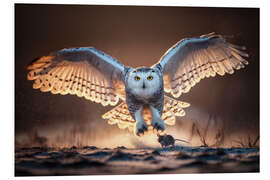 Foam board print Snowy owl hunting