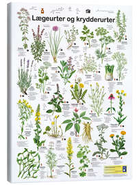 Canvas print Medicinal and culinary herbs (Danish)