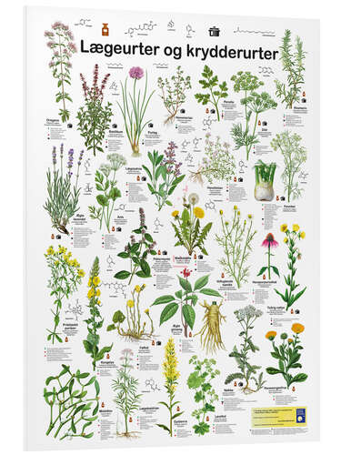 Foam board print Medicinal and culinary herbs (Danish)