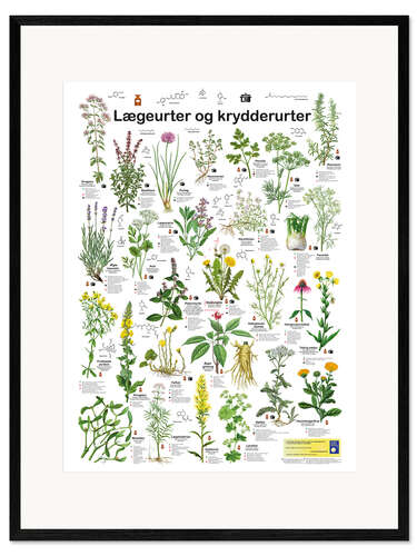 Framed art print Medicinal and culinary herbs (Danish)