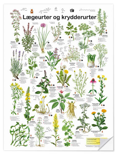 Vinilo para la pared Medicinal and culinary herbs (Danish)