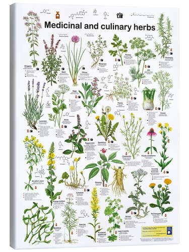 Tableau sur toile Medicinal and culinary herbs (English)