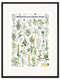 Gerahmter Kunstdruck Heil- und Küchenkräuter (englisch)