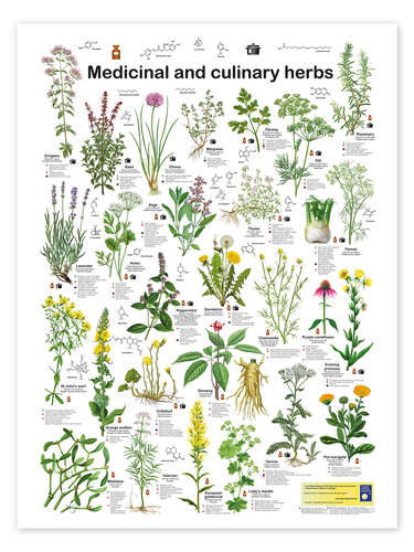 Poster Medicinal and culinary herbs (English)