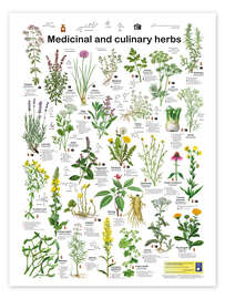 Poster Medicinal and culinary herbs