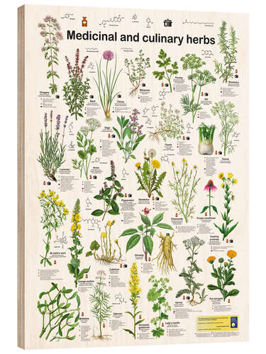 Wood print Medicinal and culinary herbs