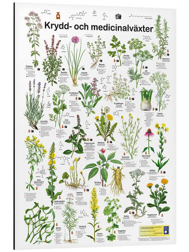 Aluminium print Medicinal and culinary herbs (Swedish)