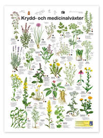 Poster Medicinal and culinary herbs (Swedish)