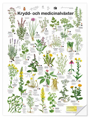 Sticker mural Medicinal and culinary herbs (Swedish)