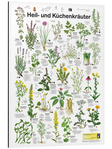 Tableau en aluminium Medicinal and culinary herbs (German)