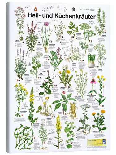 Tableau sur toile Medicinal and culinary herbs (German)