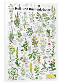 Foam board print Medicinal and culinary herbs (German)