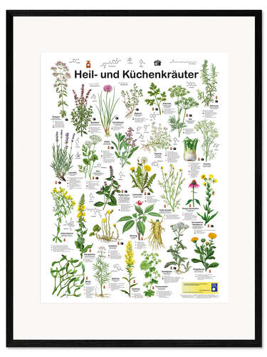 Framed art print Medicinal and culinary herbs (German)
