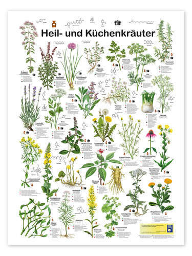 Juliste Medicinal and culinary herbs (German)