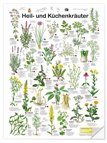 Vinilo para la pared Medicinal and culinary herbs (German)