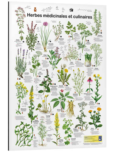 Aluminium print Medicinal and culinary herbs (French)