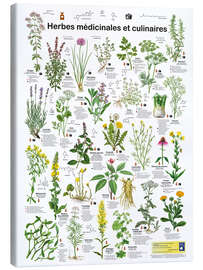 Canvas print Medicinal and culinary herbs (French)