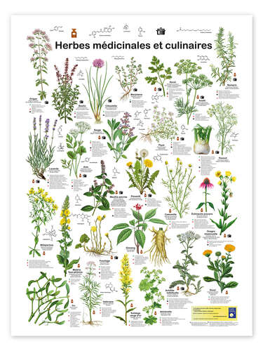 Poster Herbes médicinales et culinaires (français)