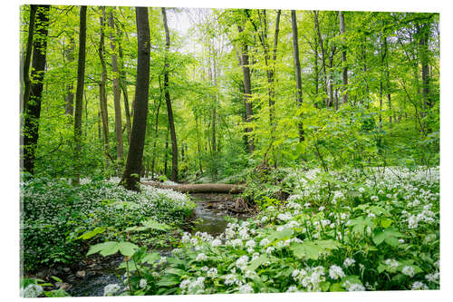 Acrylglasbild Der Wald - Eine grüne Oase