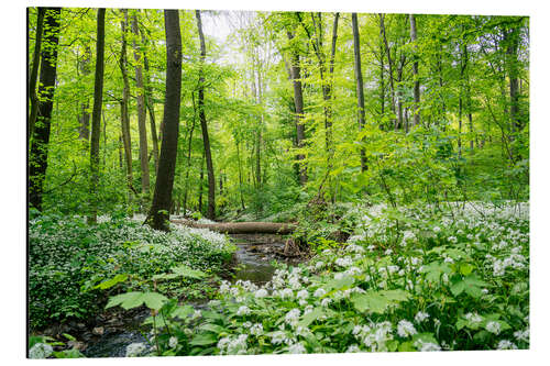 Cuadro de aluminio Forest - A green oasis