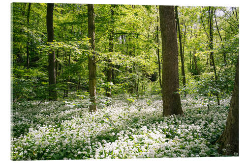 Akrylbilde Green flowering wild garlic forest in spring