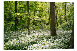 Cuadro de aluminio Green flowering wild garlic forest in spring