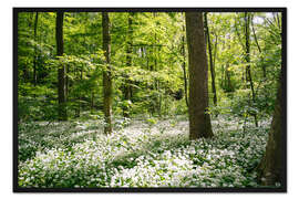 Gerahmter Kunstdruck Grüner blühender Bärlauchwald im Frühling