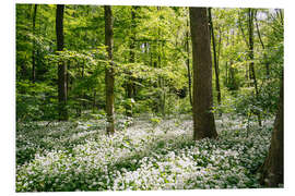 Foam board print Green flowering wild garlic forest in spring