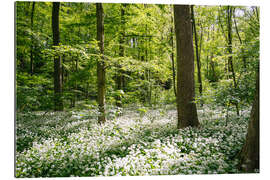 Gallery Print Grüner blühender Bärlauchwald im Frühling