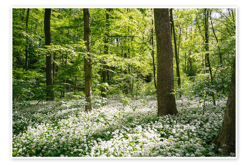 Poster Green flowering wild garlic forest in spring