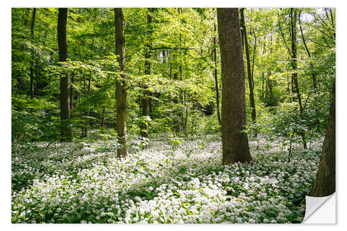 Wandsticker Grüner blühender Bärlauchwald im Frühling