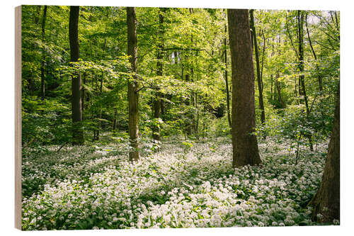 Trätavla Green flowering wild garlic forest in spring