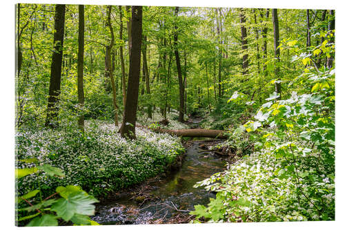 Acrylglasbild Wald mit Bärlauchblüte und Fluss