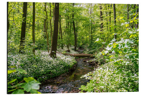 Alubild Wald mit Bärlauchblüte und Fluss