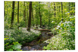 Foam board print Forest with wild garlic blossoms and river