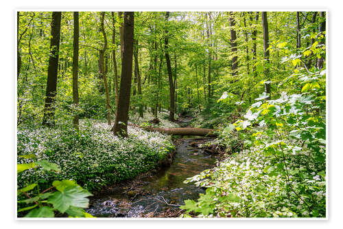 Póster Forest with wild garlic blossoms and river