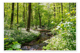 Poster Wald mit Bärlauchblüte und Fluss