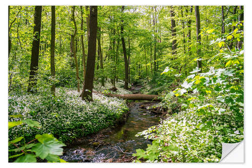 Wandsticker Wald mit Bärlauchblüte und Fluss