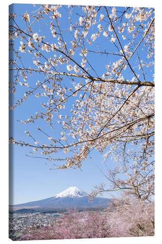 Tableau sur toile Charming view of Mount Fuji during cherry blossom season